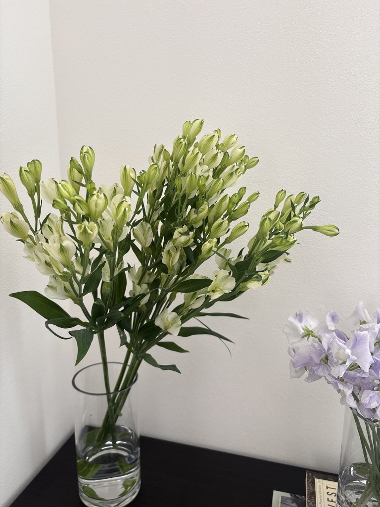 生花】アルストロメリア(フロリンカ)白緑 品種おまかせ【60cm/愛知県