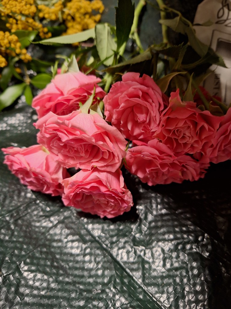 生花】スプレーバラ(濃ピンク) 品種おまかせ【70cm/静岡県