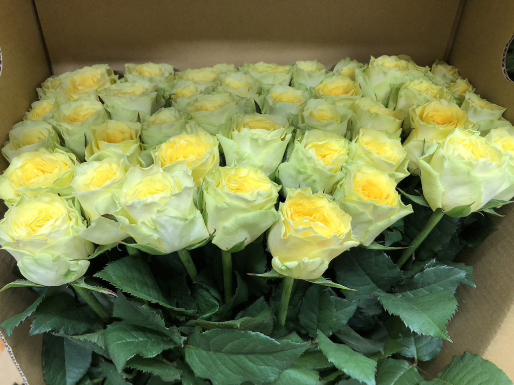 生花】バラ(黄) 品種おまかせ【60cm/山形県】｜Flower Smith