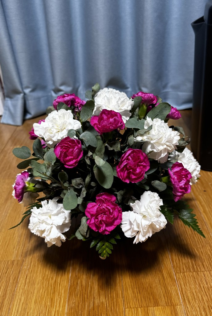 生花】カーネーション ムーンライト【白/60cm/愛知県】｜Flower