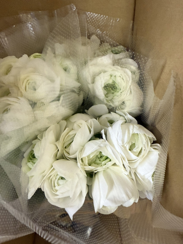 生花】ラナンキュラス(白) 品種おまかせ【50cm/福岡県】｜Flower