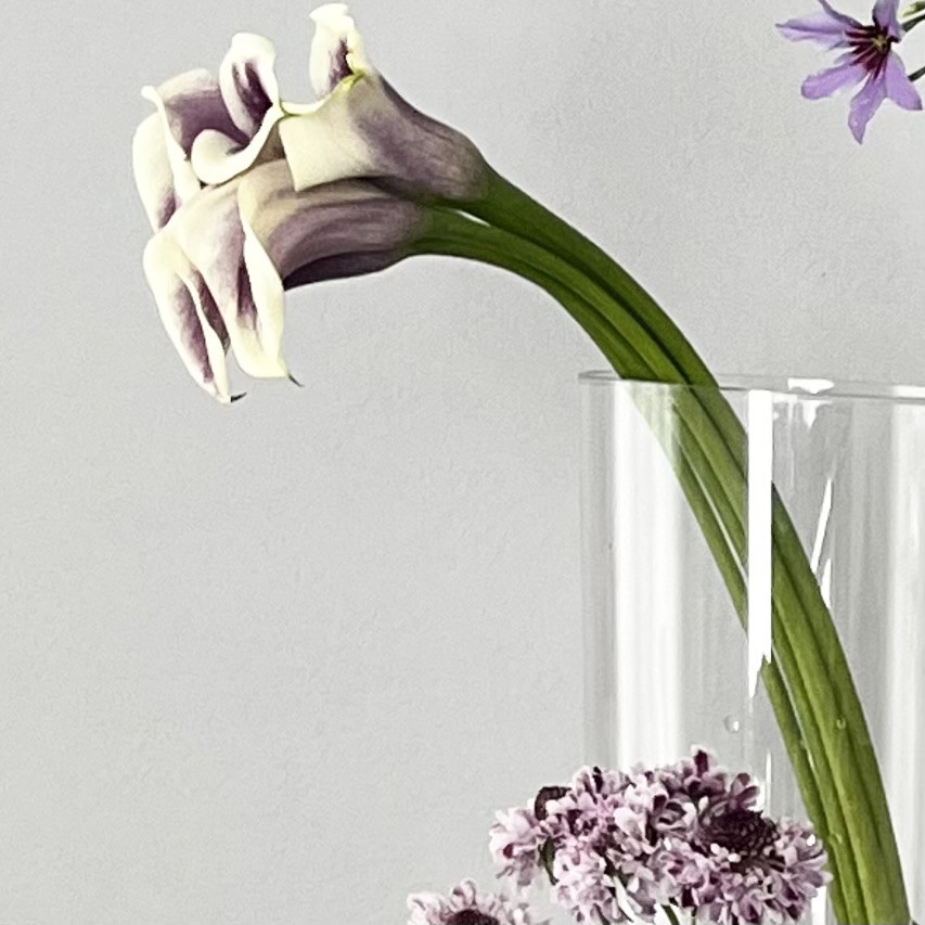 生花】カラー ピカソ【白紫/50cm/福島県】｜Flower Smith Market