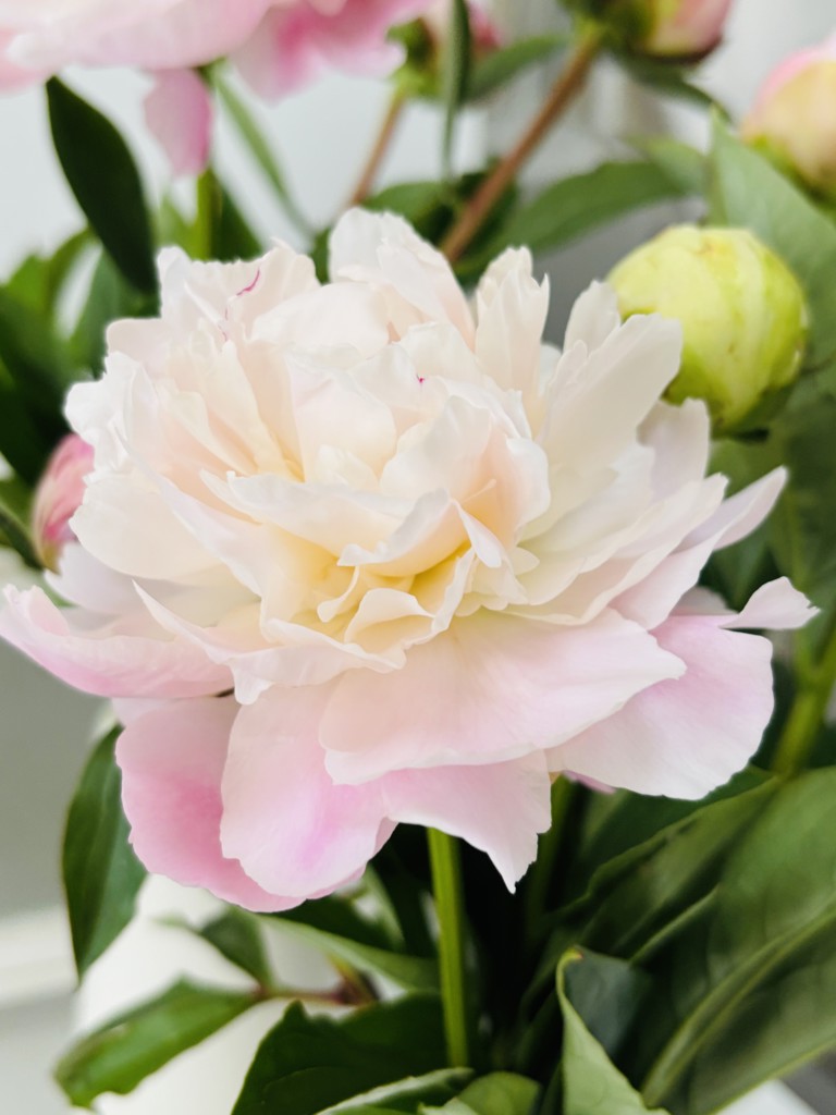 生花】芍薬( 薄ピンク) 品種おまかせ【70cm/長野県】｜Flower Smith