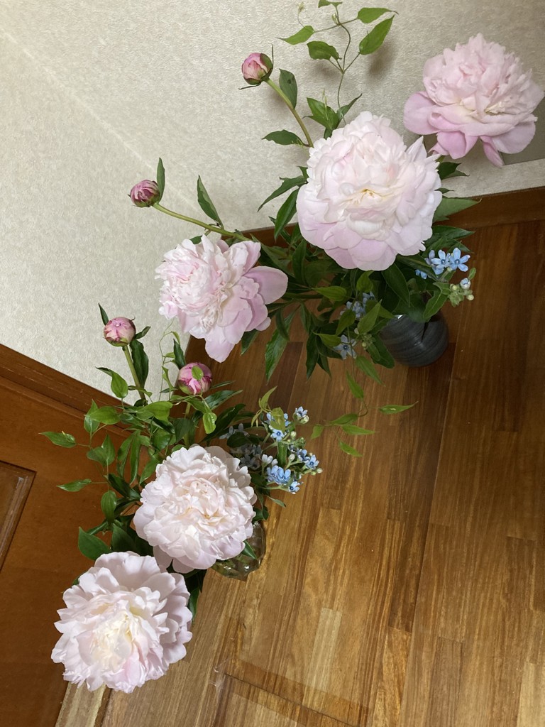 生花】芍薬( 薄ピンク) 品種おまかせ【70cm/長野県】｜Flower