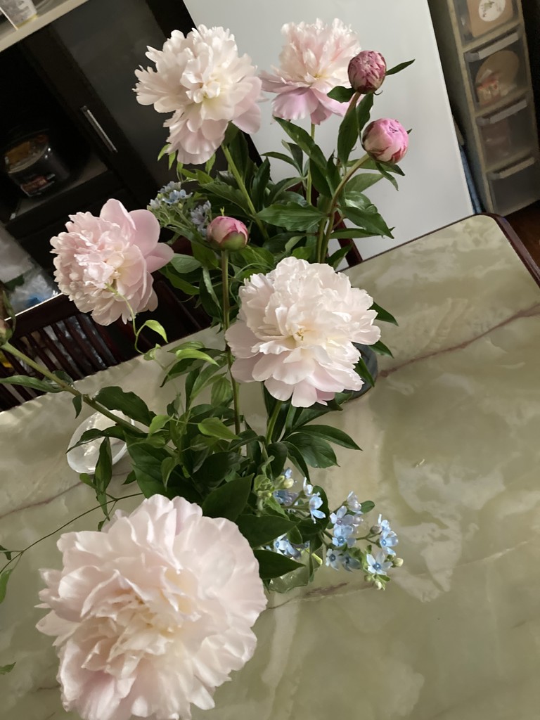 生花】芍薬( 薄ピンク) 品種おまかせ【70cm/長野県】｜Flower