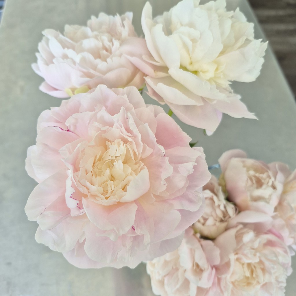 生花】芍薬( 薄ピンク) 品種おまかせ【70-80cm/長野県】｜Flower Smith