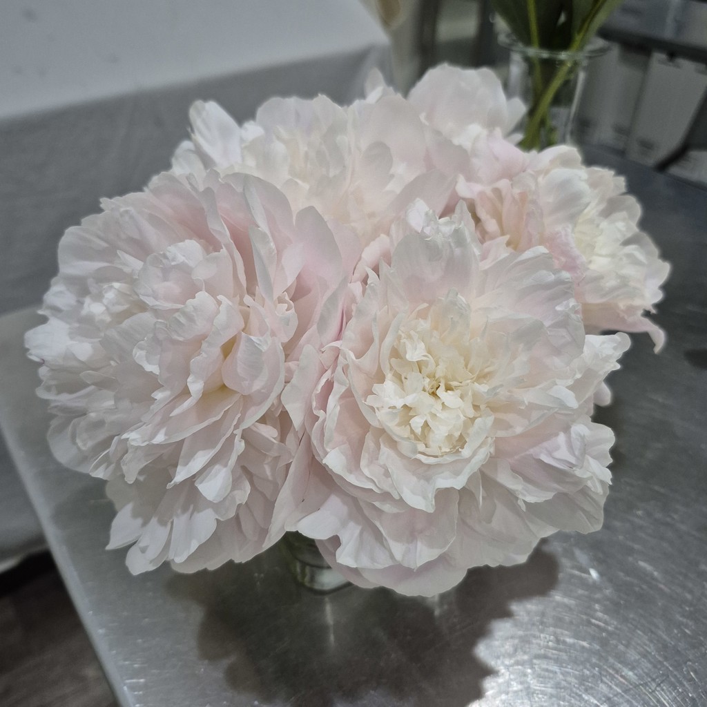 おゆ(即購入OK) 　芍薬白　25センチsize 楽天市場】シャクヤク 白の通販