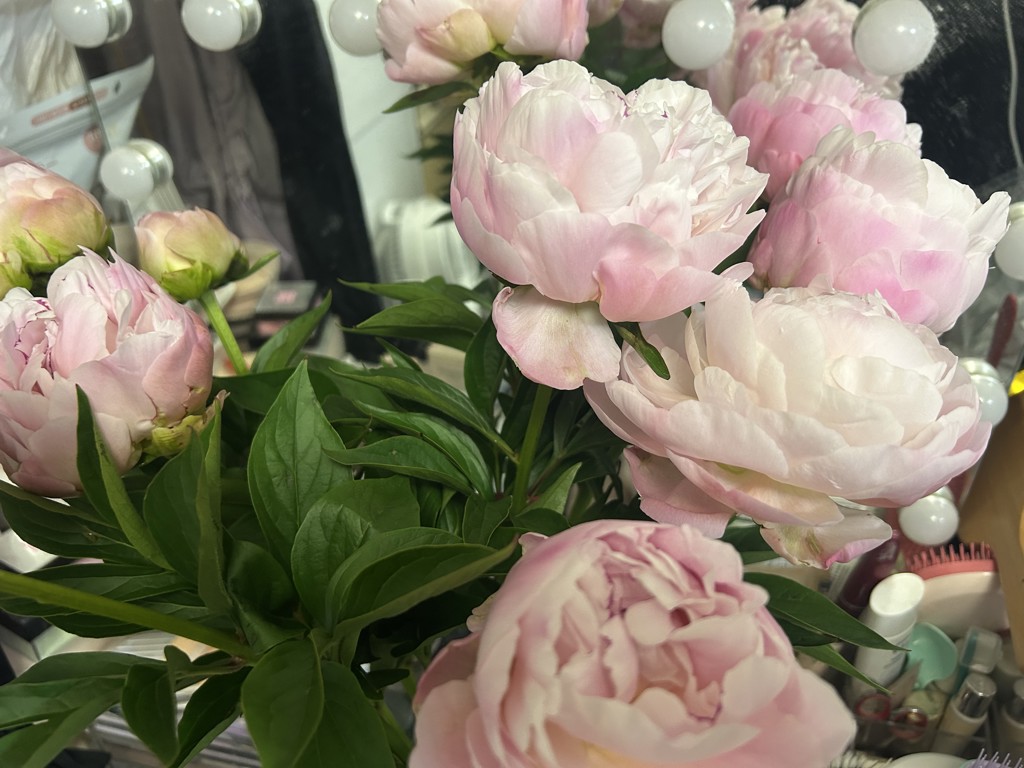生花】芍薬( 薄ピンク) 品種おまかせ【70-80cm/長野県】｜Flower Smith