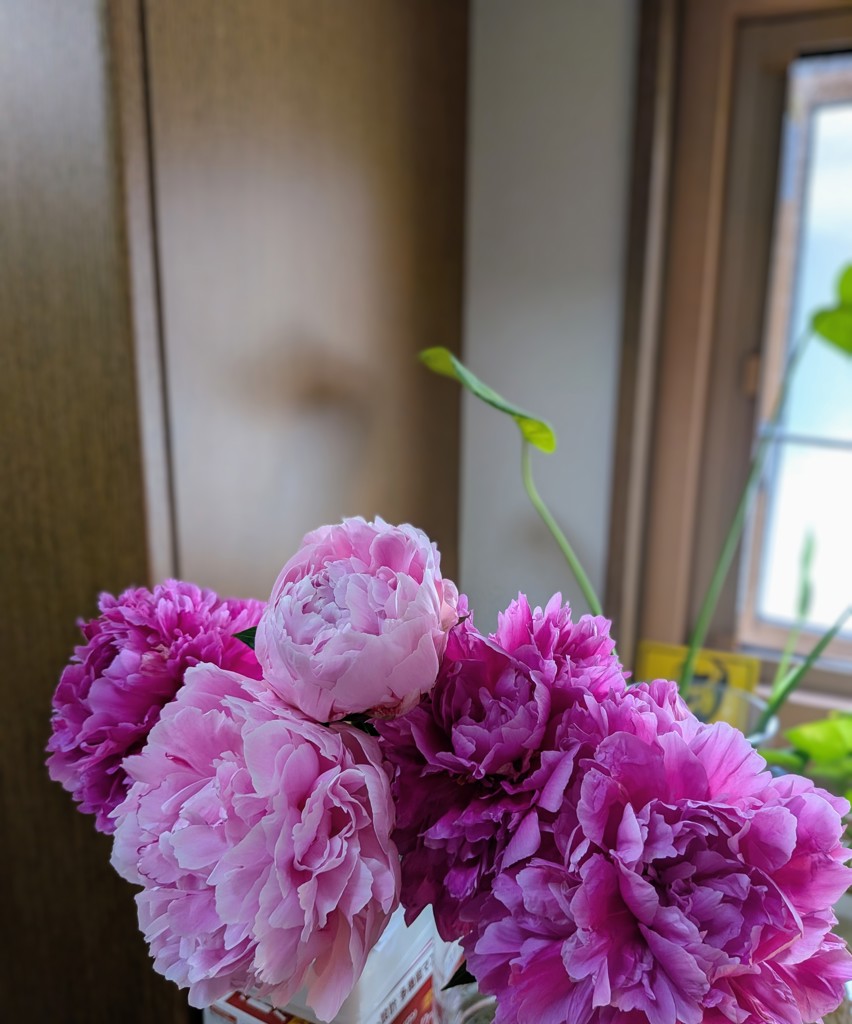 生花】芍薬 華燭の典【濃ピンク/70-80cm/和歌山県】｜Flower Smith