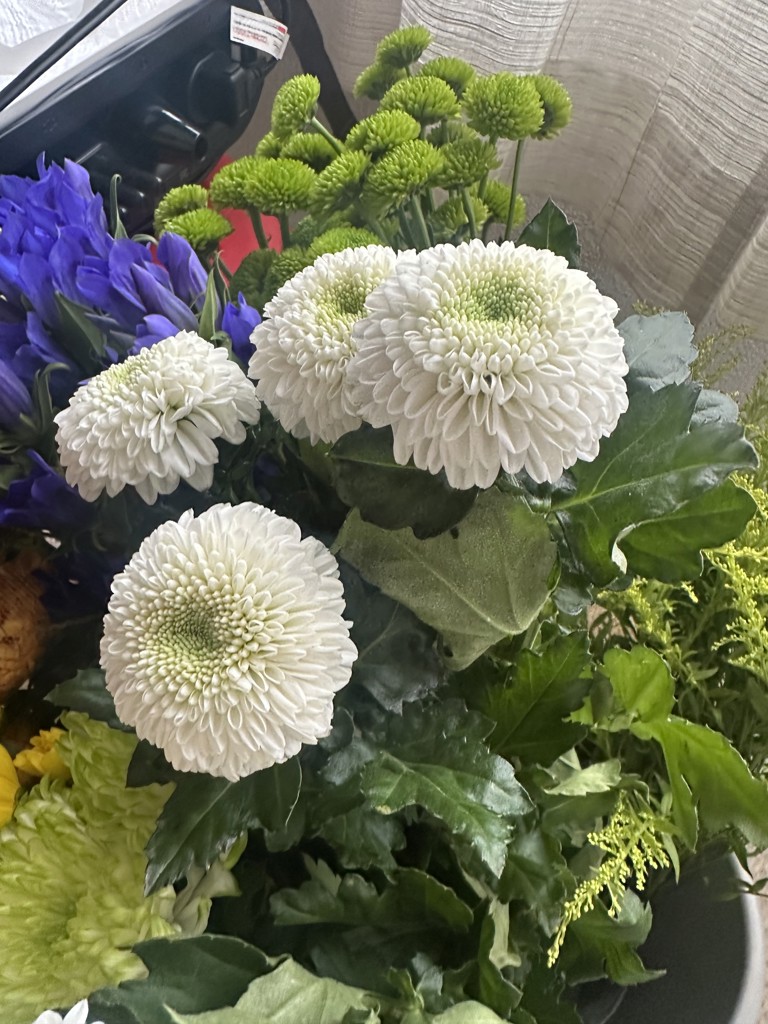 生花】菊(ピンポンマム)白 品種おまかせ【60cm/マレーシア】｜Flower
