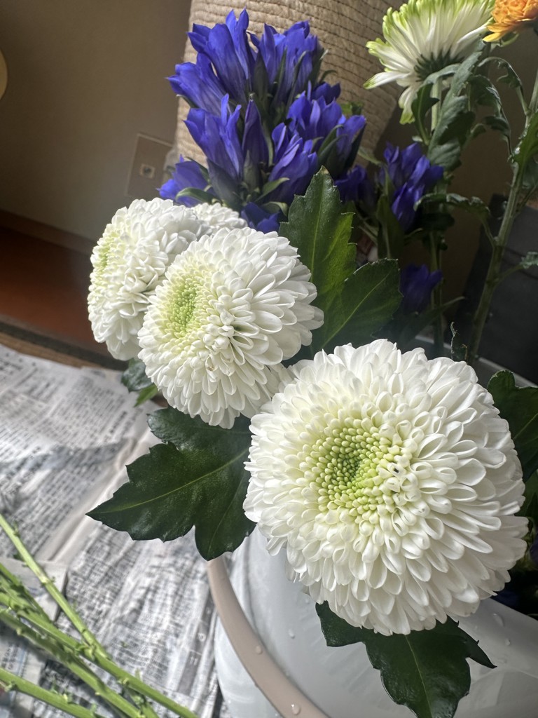 生花】菊(ピンポンマム)白 品種おまかせ【60cm/マレーシア】｜Flower