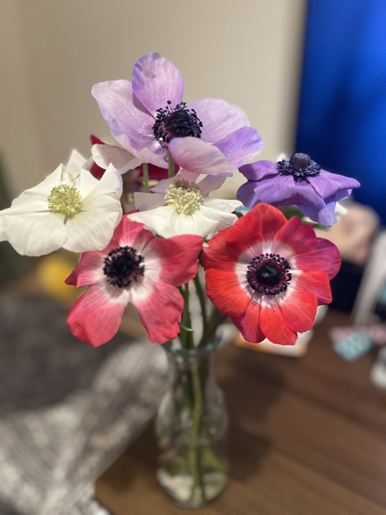 生花】アネモネ(ミックス) 品種おまかせ【40cm/福岡県】｜Flower Smith