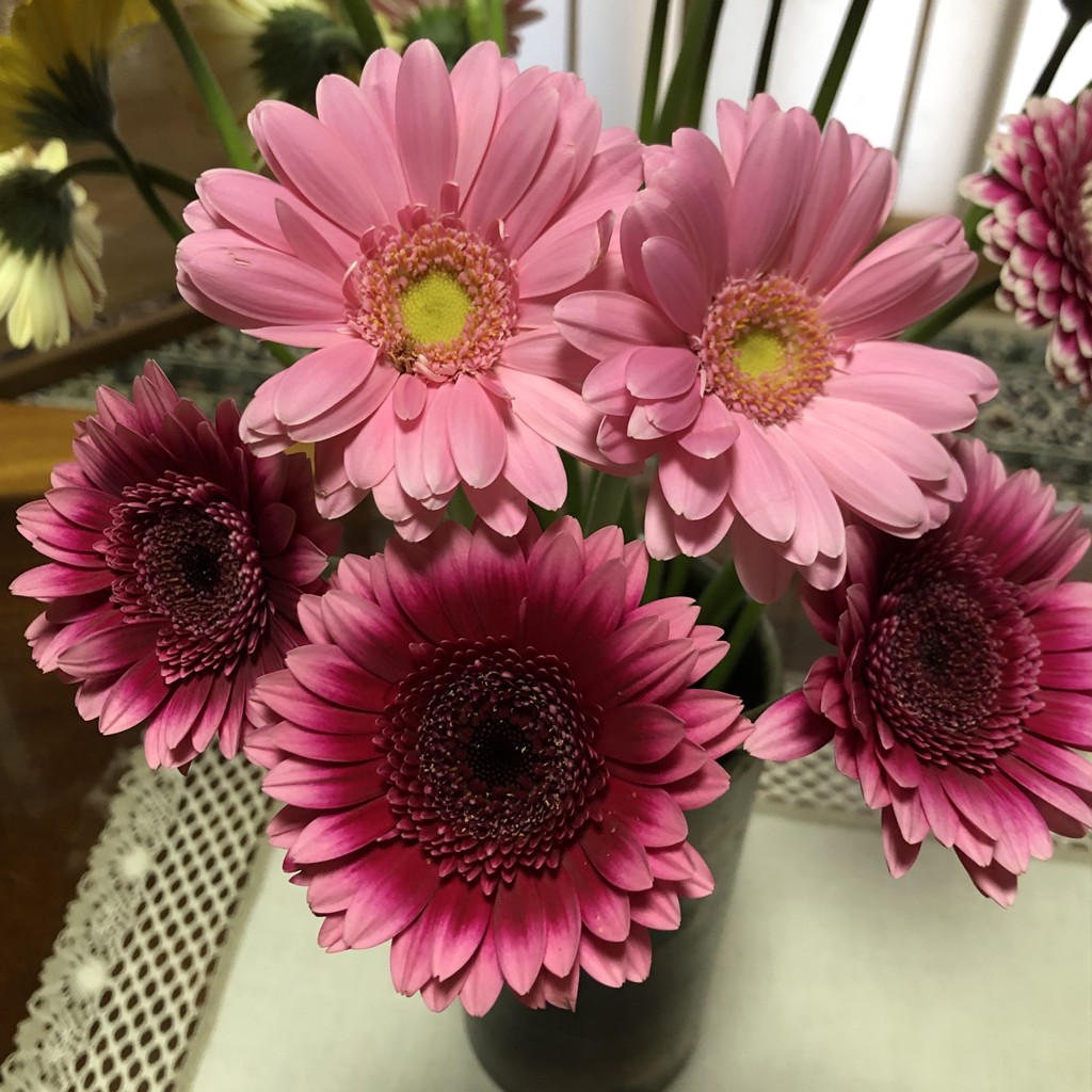 生花】ガーベラ レンブラント【濃ピンク/60cm/静岡県】｜Flower Smith
