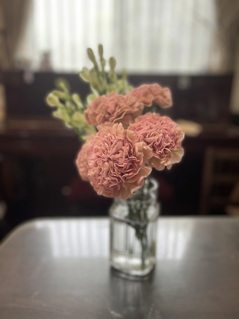 生花】カーネーション レージェ【ピンク/60㎝/千葉県】｜Flower