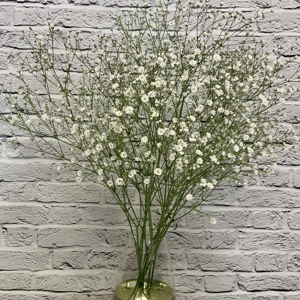 生花】カスミソウ ベールスター【白/45cm/北海道】|Flower 生花】カスミソウ ベールスター【白/45cm/北海道】|Flower