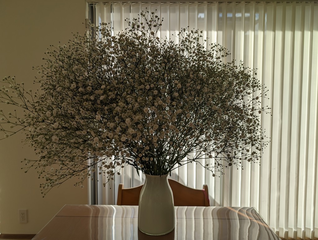 新品入荷 生花】カスミソウ ベールスター【白/45cm/北海道】｜Flower 花束・切花