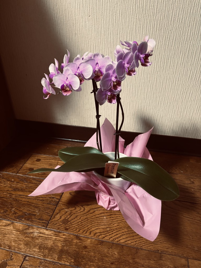 ミニ胡蝶蘭 ピンク 2本立ち 2WAYBOX入り（3号）｜Flower Smith Gift