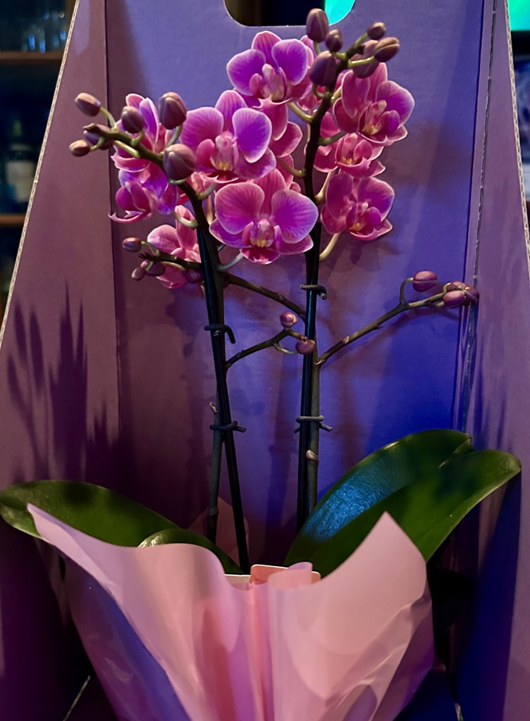 ミニ胡蝶蘭 ピンク 2本立ち 2WAYBOX入り（3号）｜Flower Smith Gift