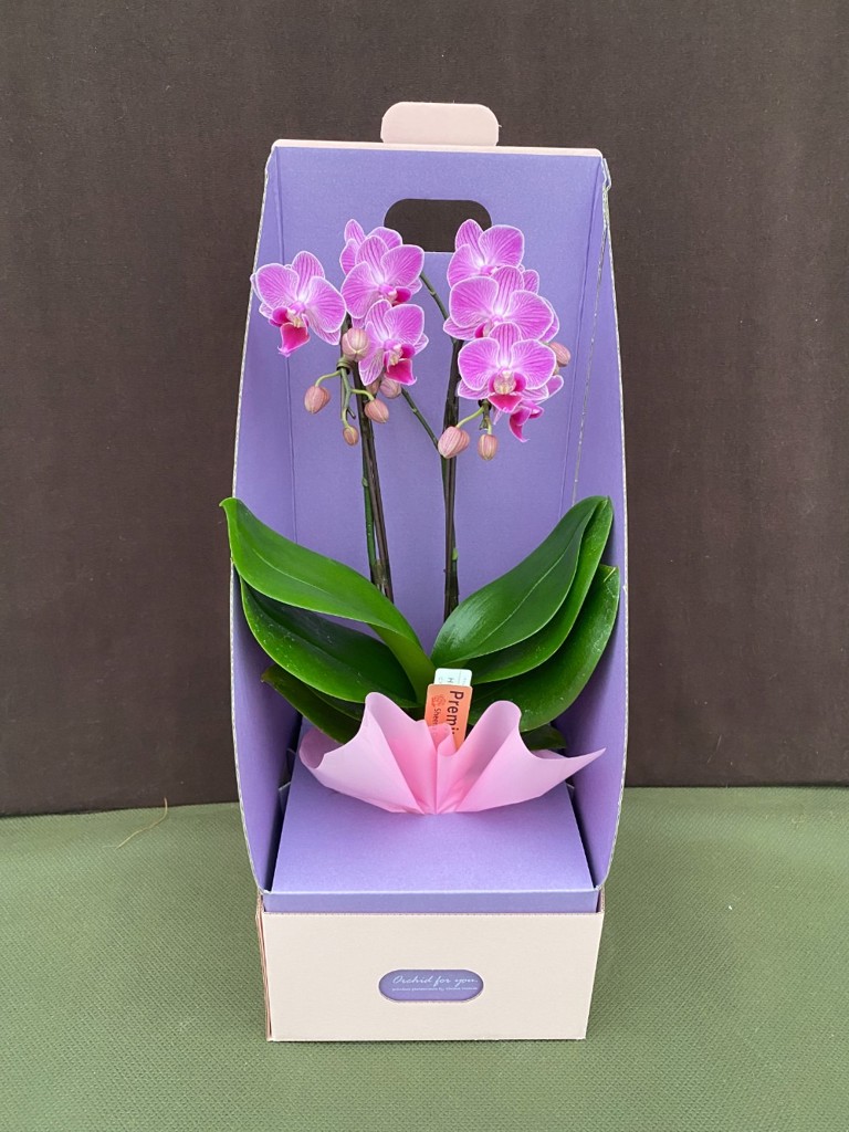 ミニ胡蝶蘭 ピンク 2本立ち 2WAYBOX入り（3号）｜Flower Smith Gift