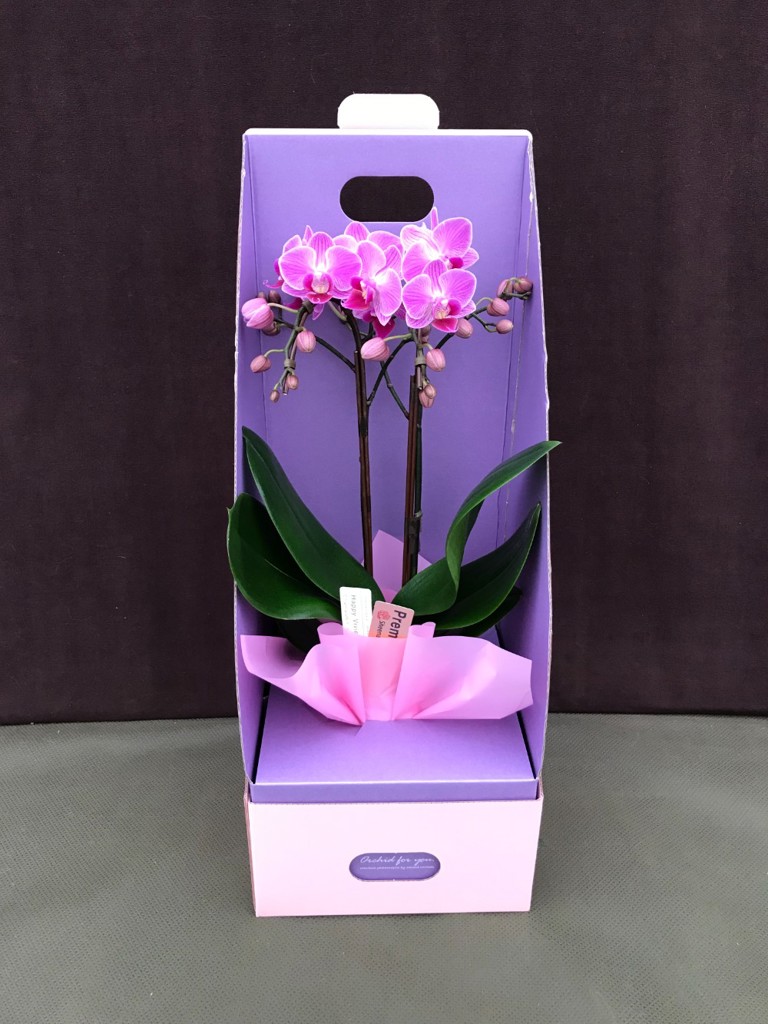 ミニ胡蝶蘭 ピンク 2本立ち 2WAYBOX入り（3号）｜Flower Smith Gift