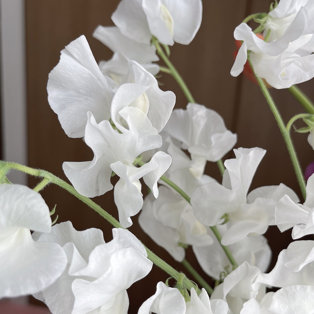 白いスイートピー様 リクエスト 6点 まとめ商品♡ 白いスイートピー様 リクエスト 6点 まとめ商品♡ 白いスイートピー様