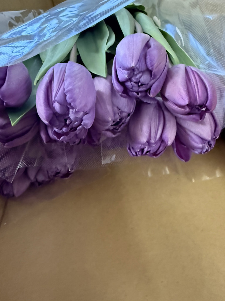 生花】チューリップ(八重咲き)紫 品種おまかせ【50cm/新潟県】｜Flower