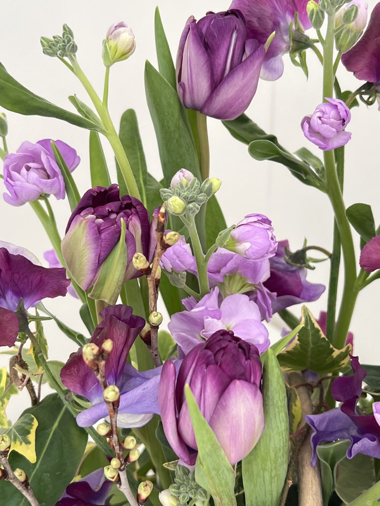 咲いたチューリップの花 生花】チューリップ(八重咲き)紫 品種おまかせ【50cm/新潟県】｜Flower