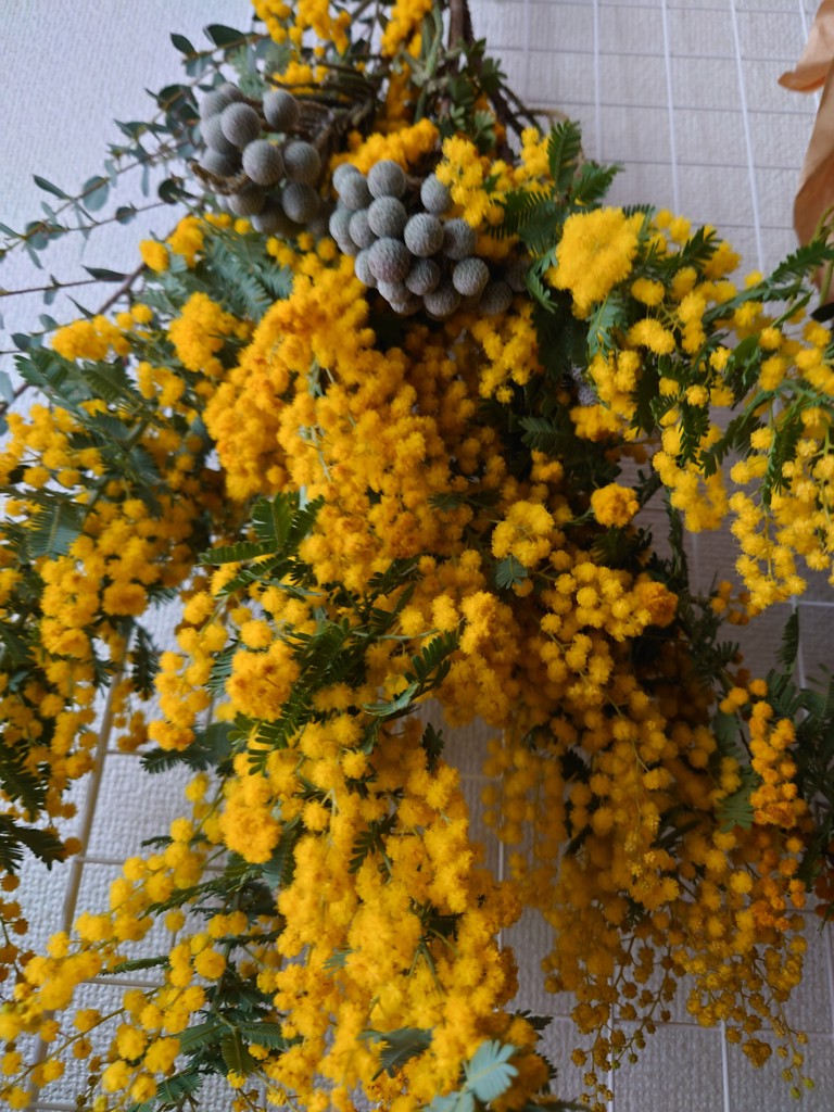 生花】ミモザ(アカシア)【黄/50cm/静岡県】｜Flower Smith Market