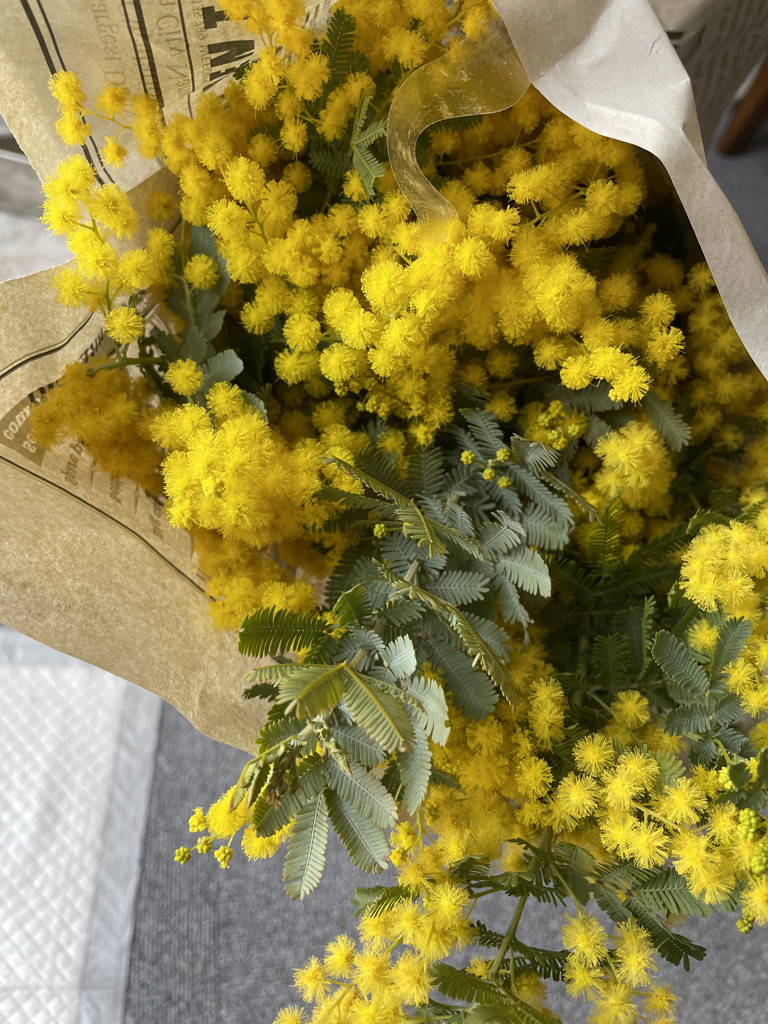 ふわふわ♪ ミモザ生花♪本日1/31(金)今季最後！少量で 生花】長作園の銀葉ミモザアカシア 花つき(50cm) - 花材通販は