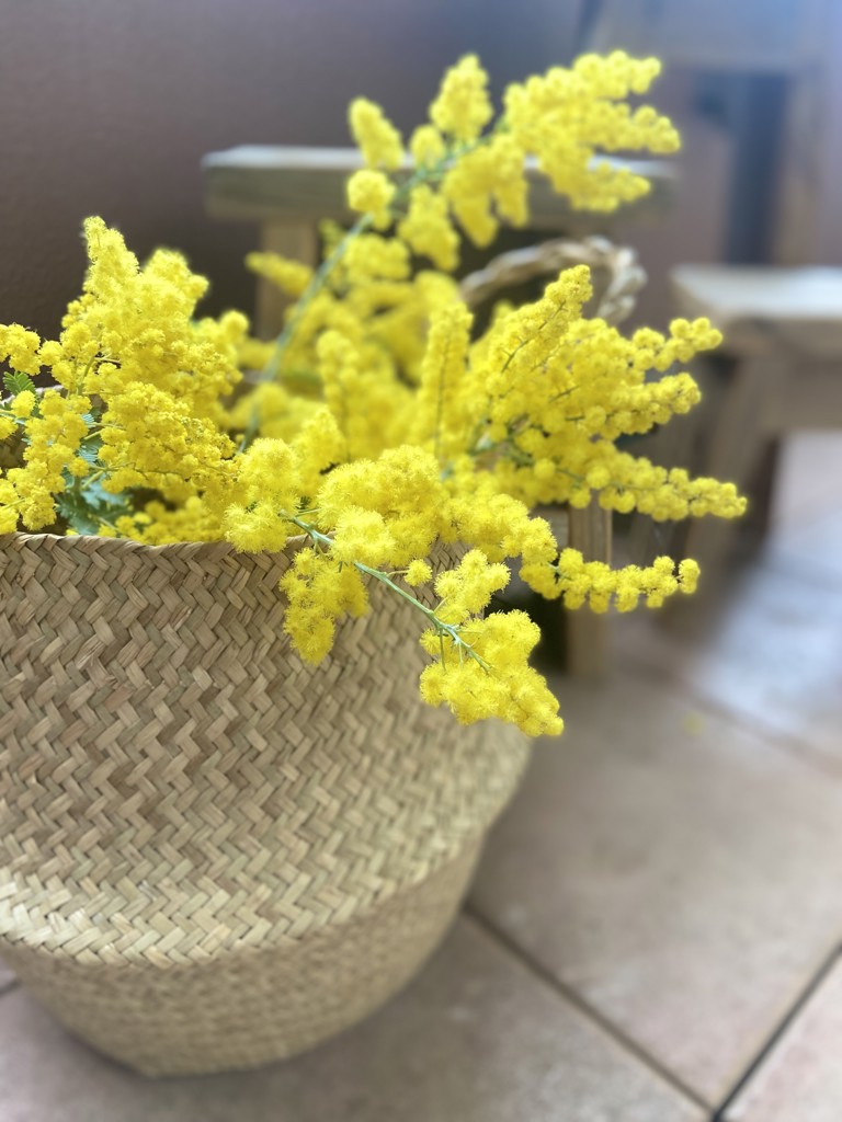 生花】ミモザ(アカシア)【黄/50cm/静岡県】｜Flower Smith Market