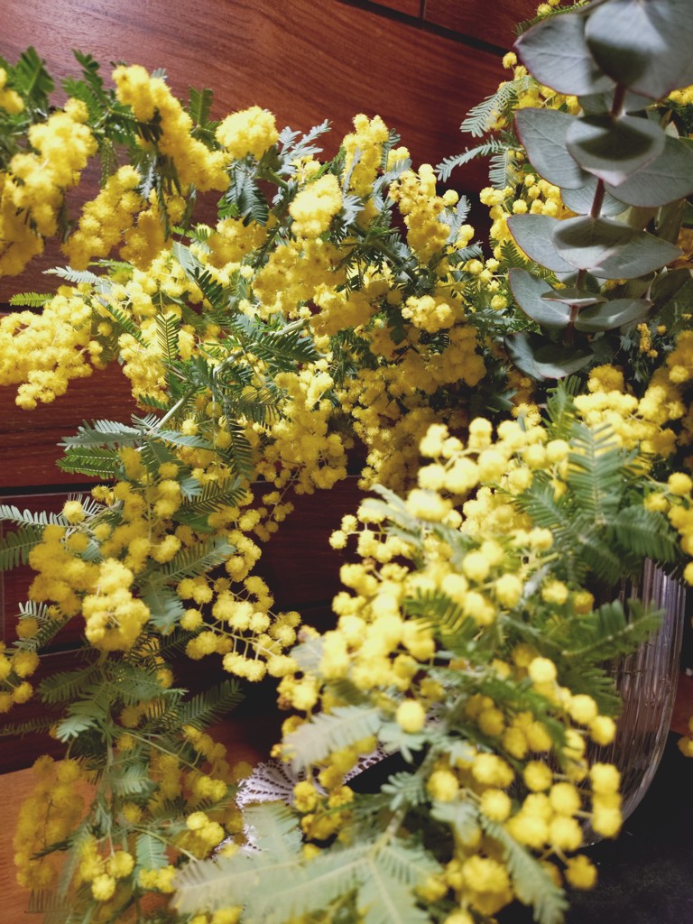 ふわふわ♪ ミモザ生花♪本日1/31(金)今季最後！少量で 生花】長作園の銀葉ミモザアカシア 花つき(50cm) - 花材通販は