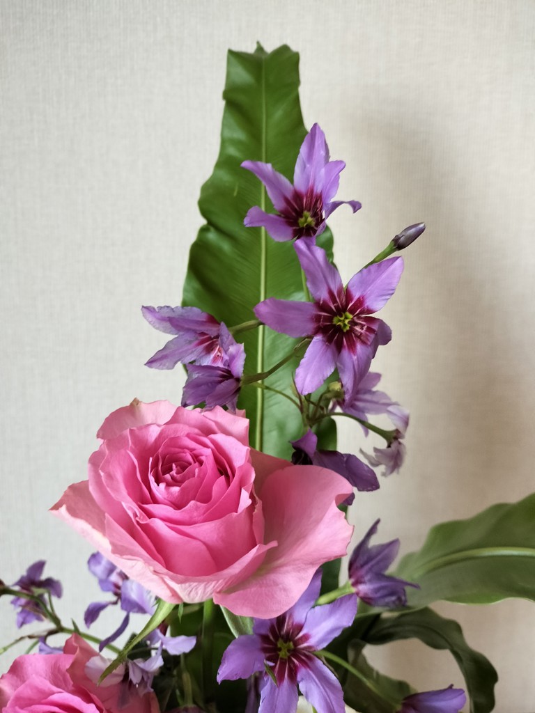 生花】リューココリーネ カラベル【紫/50cm/千葉】｜Flower Smith