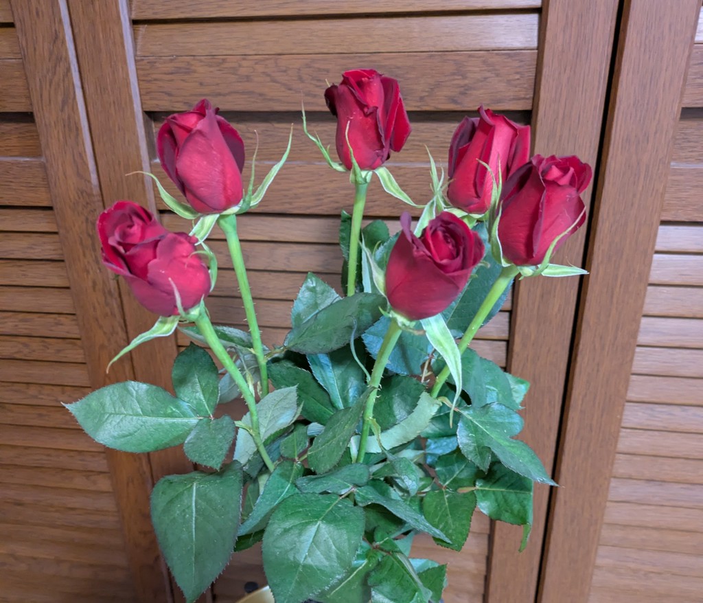 生花】バラ サムライ08【赤/60cm/愛知県】｜Flower Smith Market