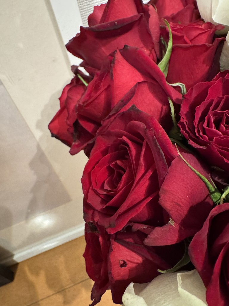 生花】バラ サムライ08【赤/60cm/愛知県】｜Flower Smith Market