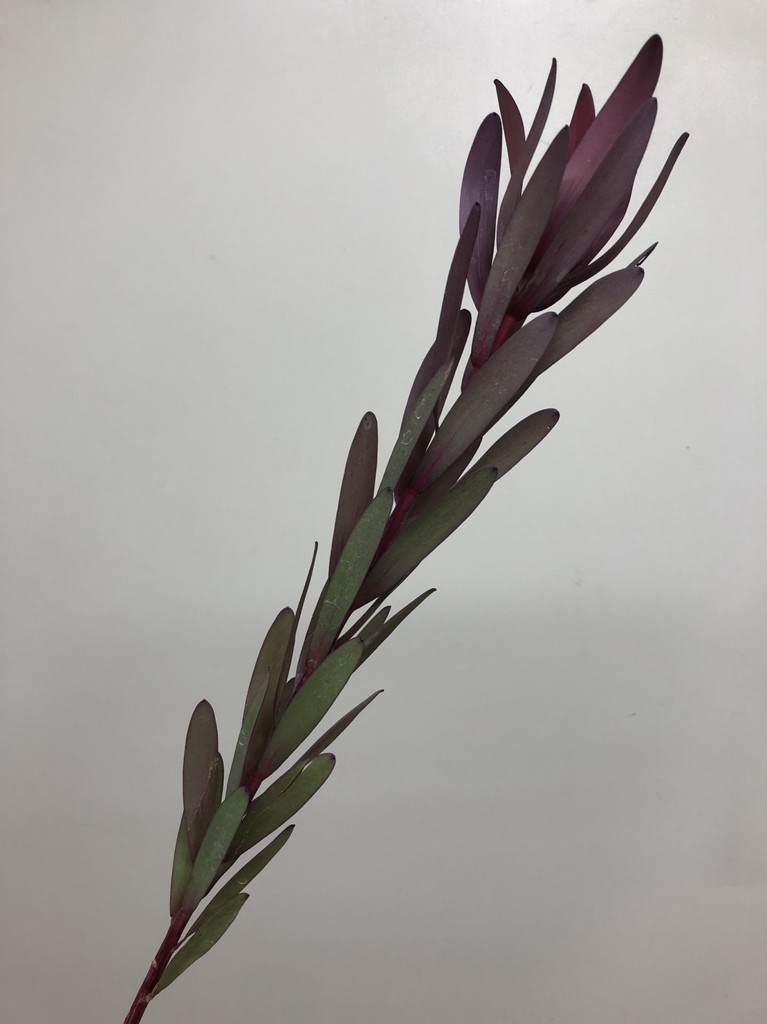 生花】リューカデンドロン サファリサンセット【茶/60cm/南アフリカ