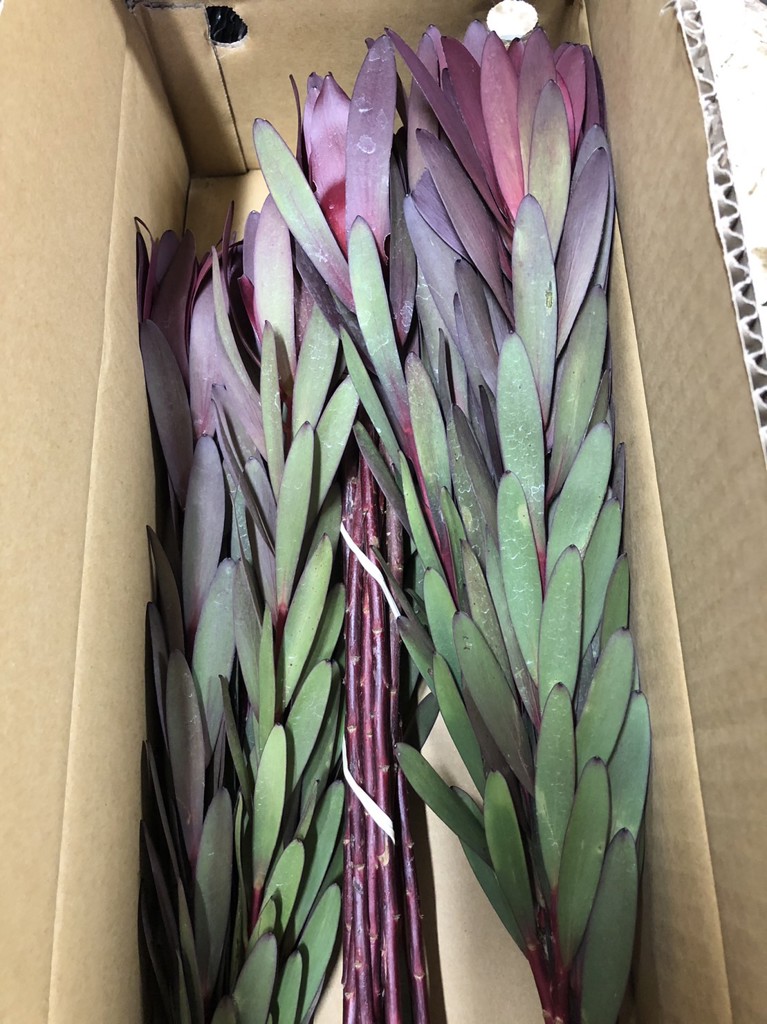 生花】リューカデンドロン サファリサンセット【茶/60cm/南アフリカ