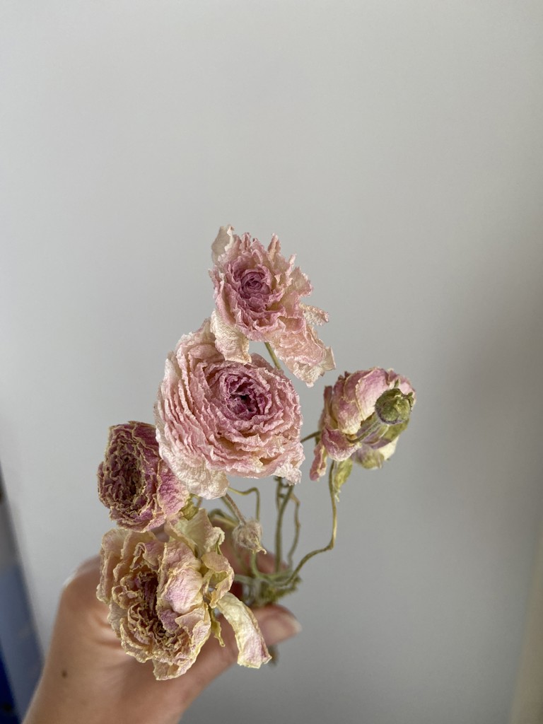 ドライ】ラナンキュラス(ピンク) 品種おまかせ【50cm】｜Flower Smith
