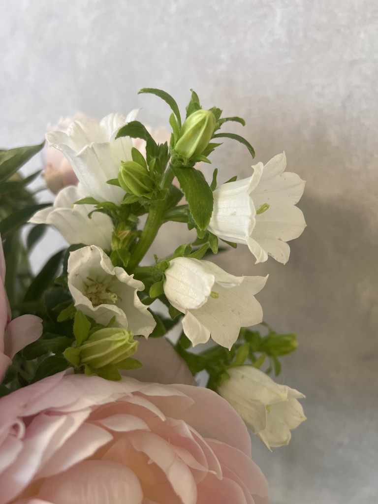 生花】カンパニュラ(白) 品種おまかせ【60cm/福岡県】｜Flower