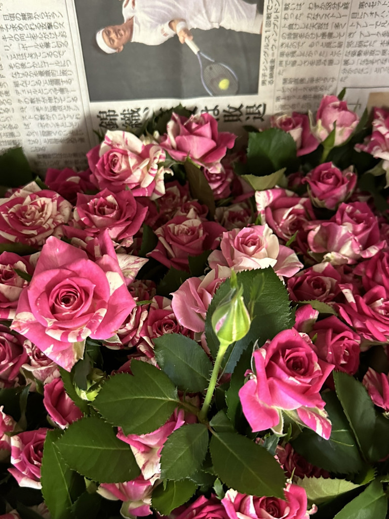 生花】スプレーバラ フラッシング【白ピンク/50cm/静岡県