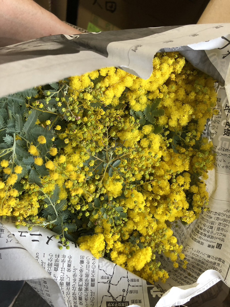 生花】ミモザ(アカシア)【黄/50cm/静岡県】｜Flower Smith Market