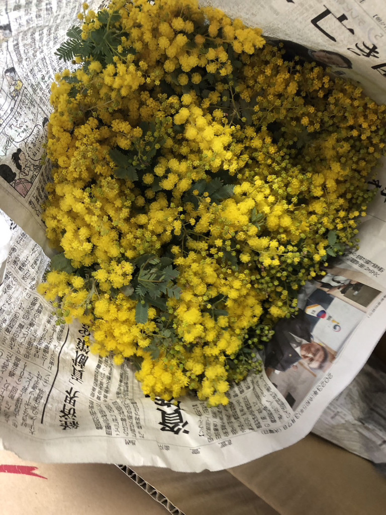 ご予約終了致しました　✾ミモザアカシア　生花✾ 　箱サイズ（３辺合計）140cm 生花】ミモザ(アカシア)【黄/50cm/静岡県】｜Flower Smith Market