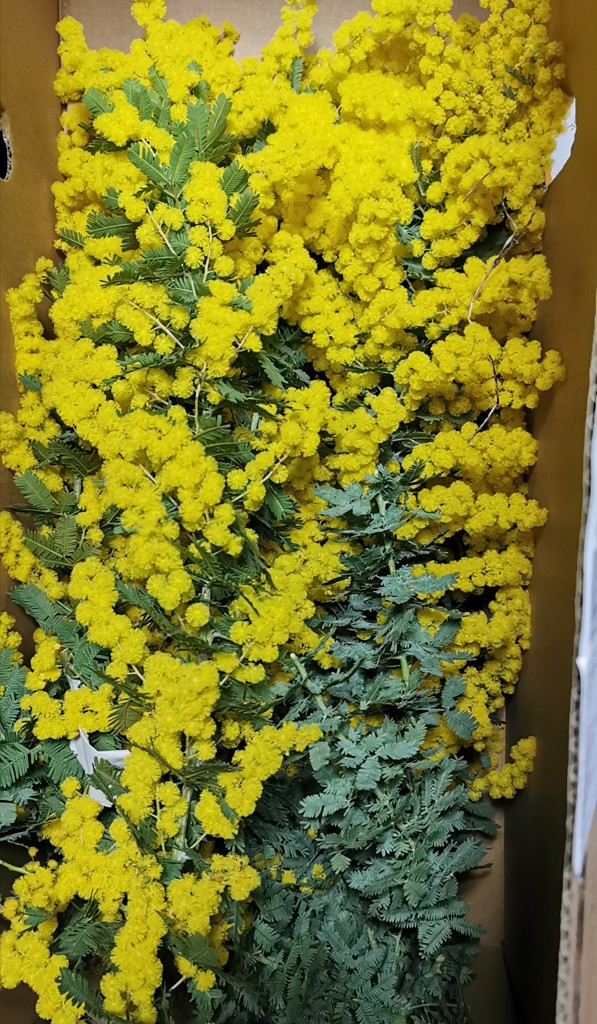 生花】ミモザ(アカシア)【黄/50cm/静岡県】｜Flower Smith Market