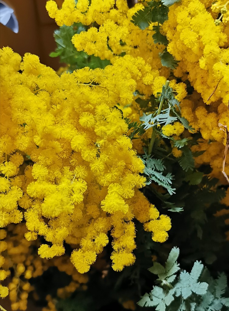 生花】ミモザ(アカシア)【黄/50cm/静岡県】｜Flower Smith Market