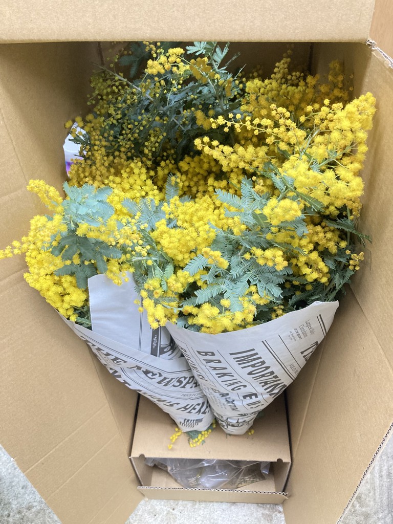 生花】ミモザ(アカシア)【黄/50cm/静岡県】｜Flower Smith Market
