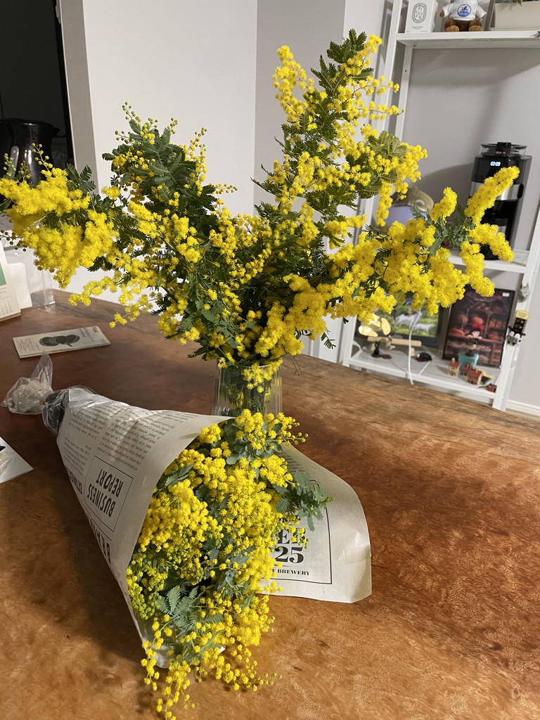 ご予約終了致しました。問合せ専用ページ　　✿ミモザアカシア 生花 フレッシュ☘ プロフ確認様専用 ミモザ アカシア フレッシュ 100サイズ ꕤ