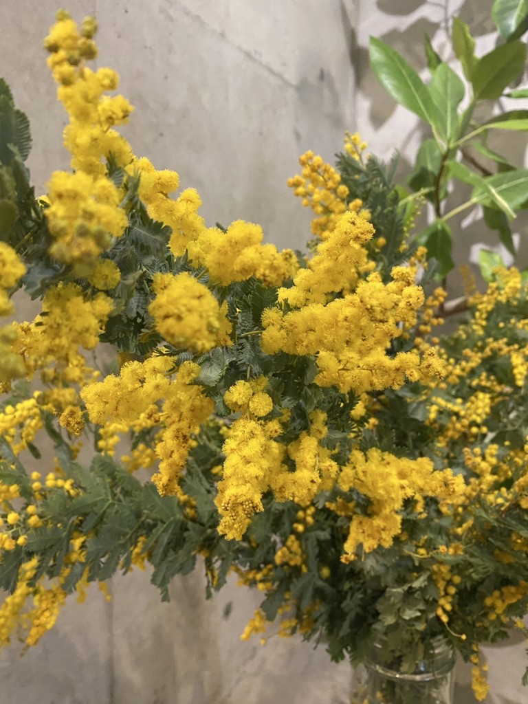 ミモザアカシア 生花 生花】銀葉ミモザアカシア(花) 50cm 国産【早締切-71】 - 花材通販は