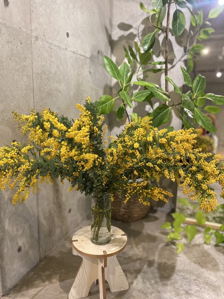 生花】ミモザ(アカシア)【黄/60-70cm/静岡県】｜Flower Smith Market