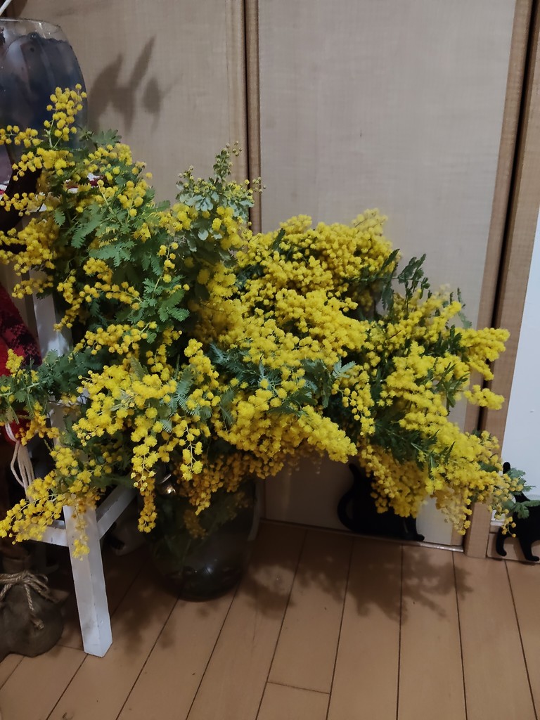 生花】ミモザ(アカシア)【黄/60-70cm/静岡県】｜Flower Smith Market