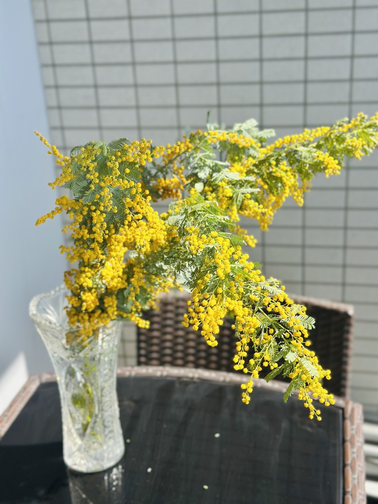 生花】ミモザ(アカシア)【黄/60-70cm/静岡県】｜Flower Smith Market