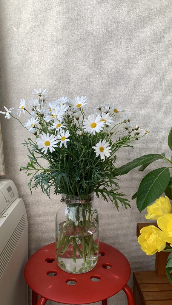 リームンロー★マーガレット★小花いっぱい(白) Amazon.co.jp: マーガレット 白 花の種 ラスト一袋 : DIY・工具